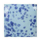 Mayco Stroke & Coat Speckled SP-245 My Blue Heaven 59 ml